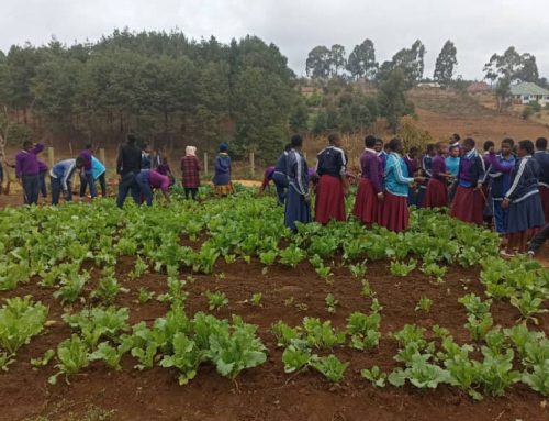 Organic Agriculture at Venite Secondary School in Njombe, Tanzania